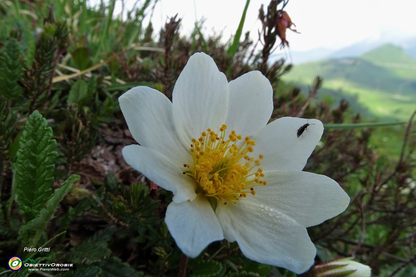 02 Camedrio alpino (Dryas octopetala) .JPG